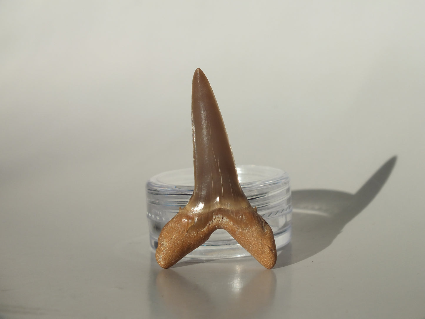 1.53" Striatolamia rossica (Kazakhstan)