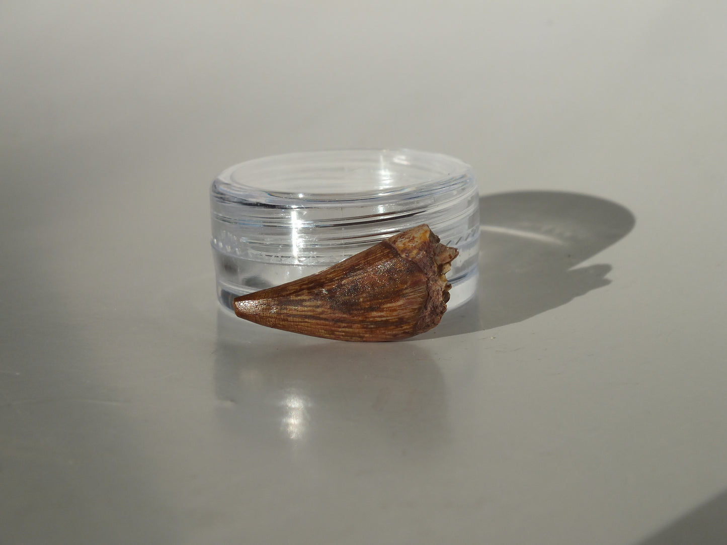 0.92" Redondasaurus (Bull Canyon)