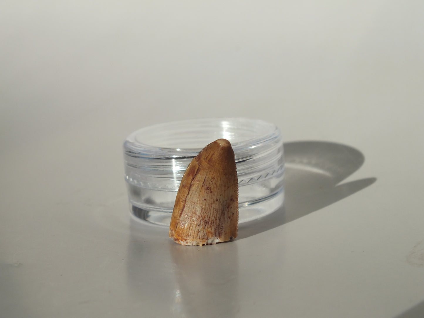 0.86" Serrated Redondasaurus (Bull Canyon)