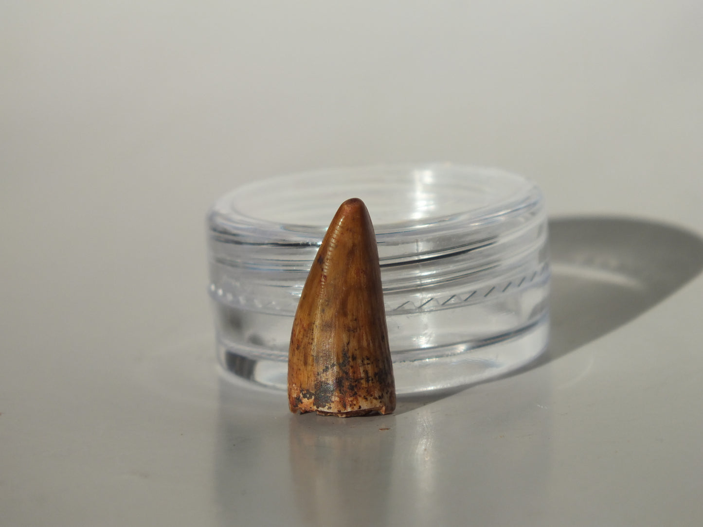 0.75" Redondasaurus (Bull Canyon)