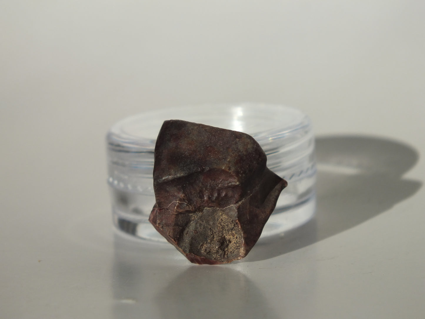 0.79" Ouranosaurus Tooth (Niger)