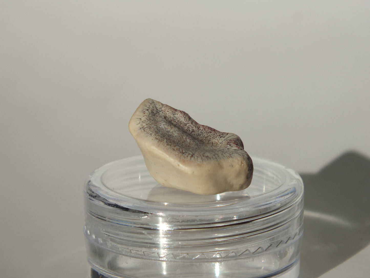 0.69" Ouranosaurus Tooth (Niger)