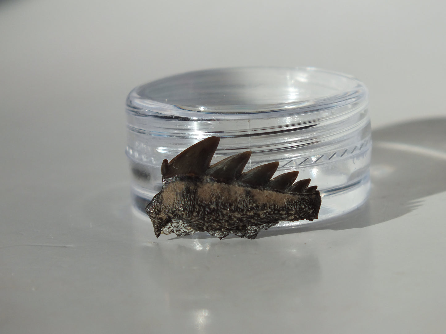 0.77" Cow Shark Tooth (Calvert Cliff)