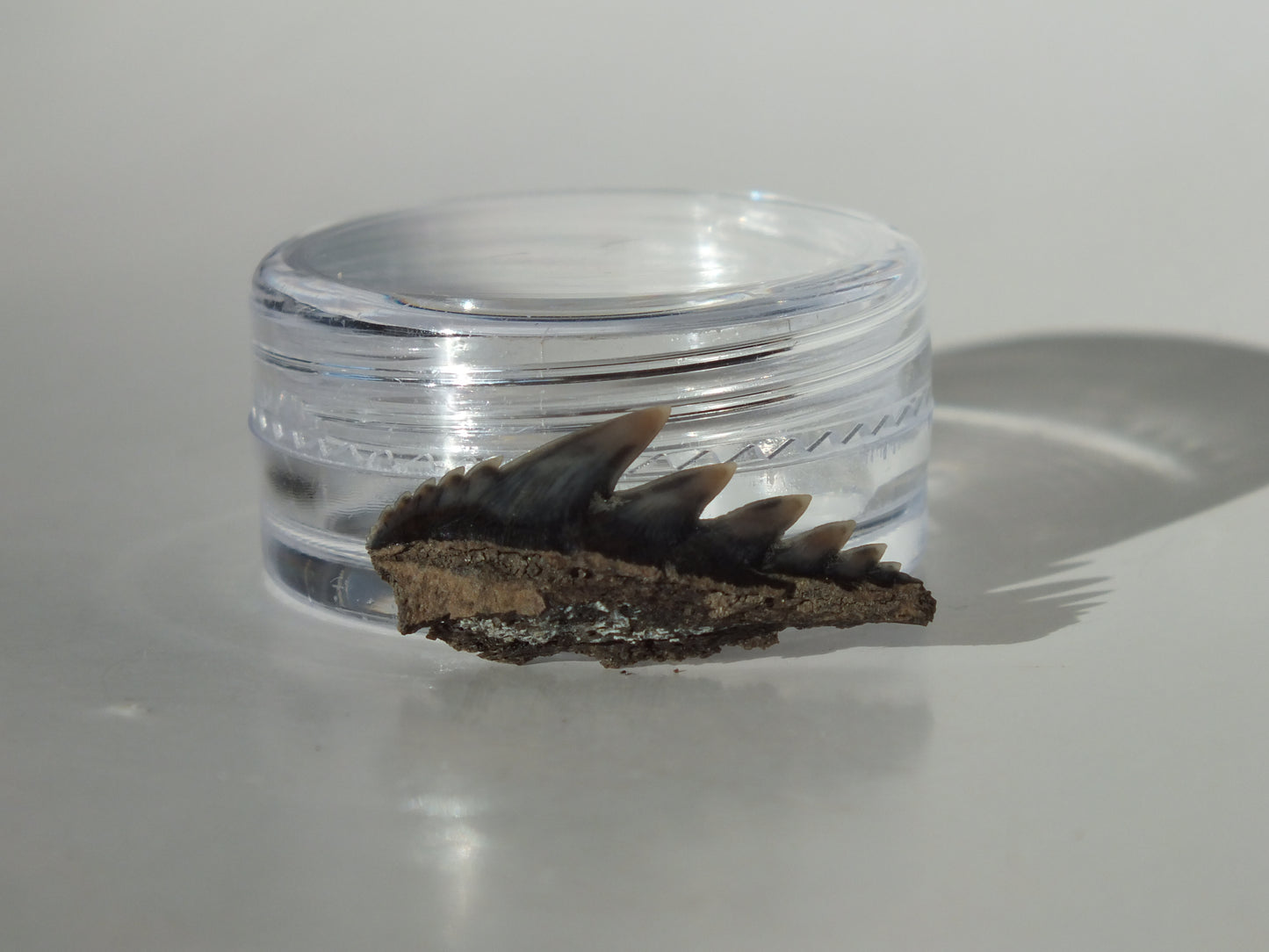 0.91" Cow Shark Tooth (Calvert Cliff)