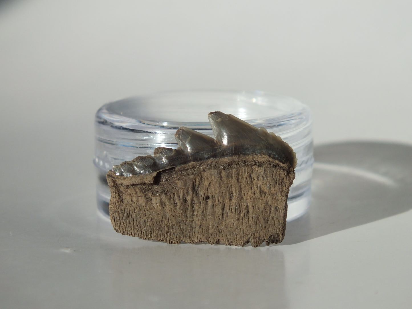 0.95" Cow Shark Tooth (Calvert Cliff)