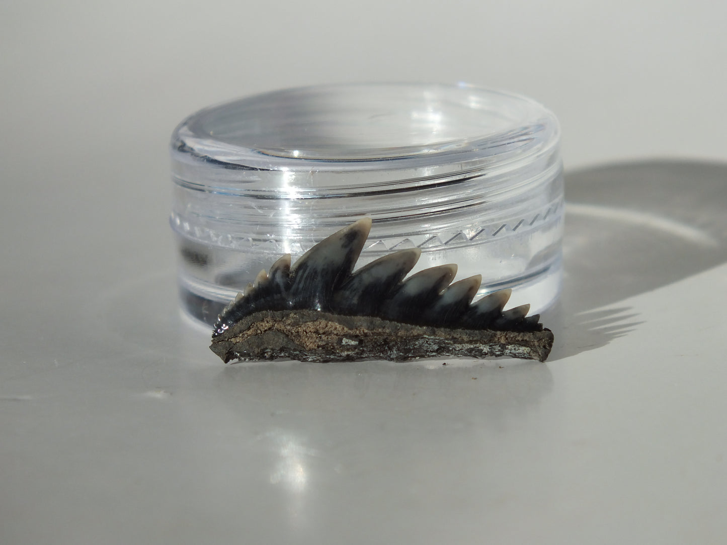 0.95" Cow Shark Tooth (Calvert Cliff)