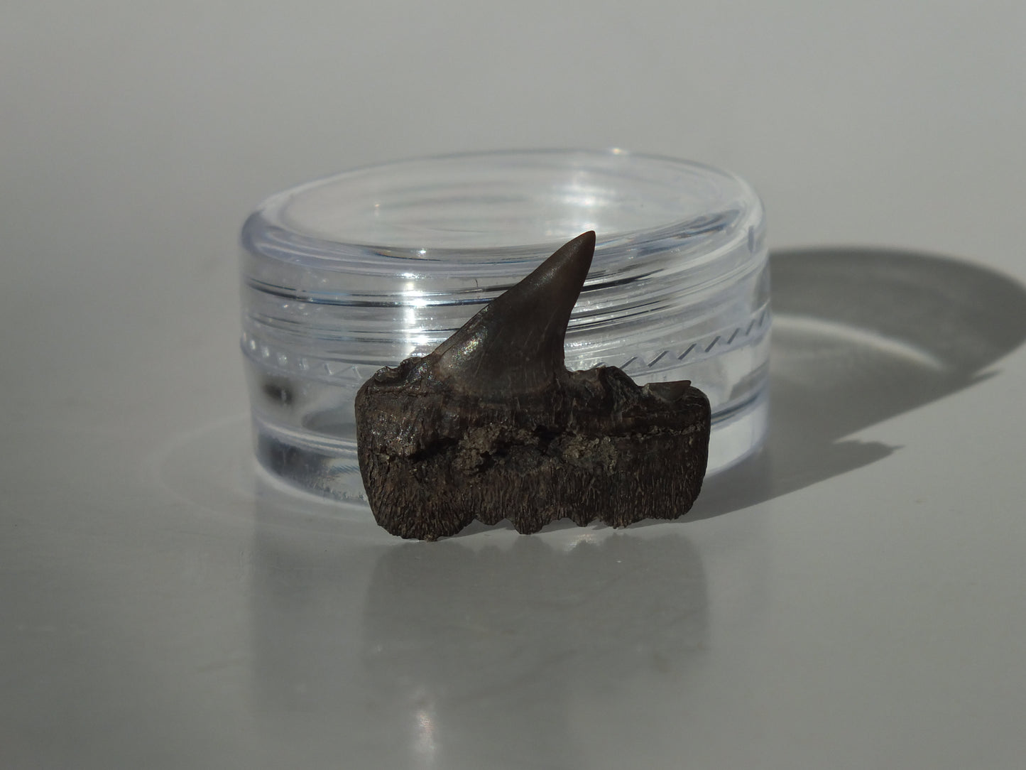 0.75" Cow Shark Upper Tooth (Calvert Cliff)