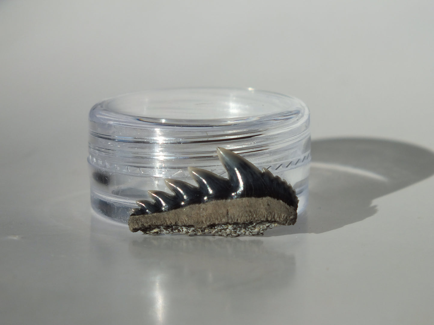 0.84" Cow Shark Tooth (Calvert Cliff)