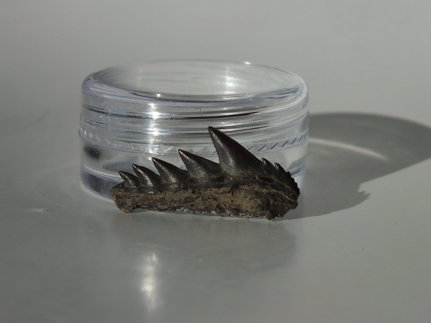 0.91" Cow Shark Tooth (Calvert Cliff)