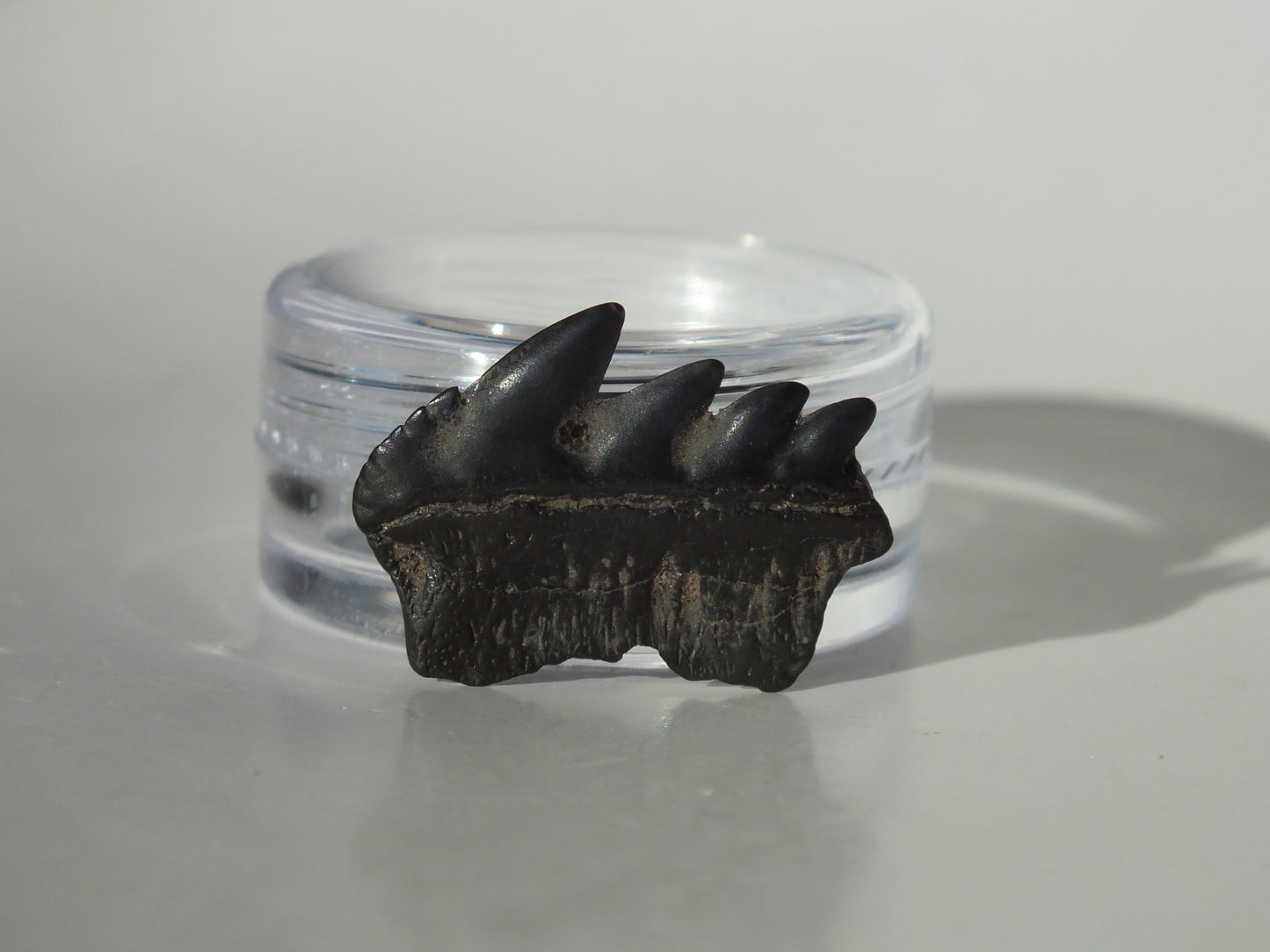 0.86" Cow Shark Tooth (Calvert Cliff)