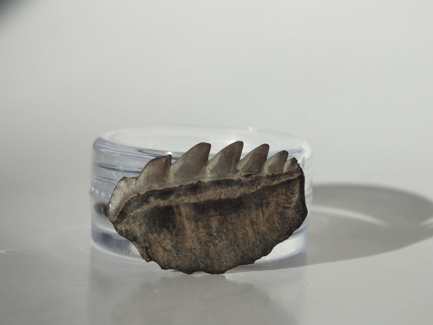 0.97" Cow Shark Tooth (Calvert Cliff)