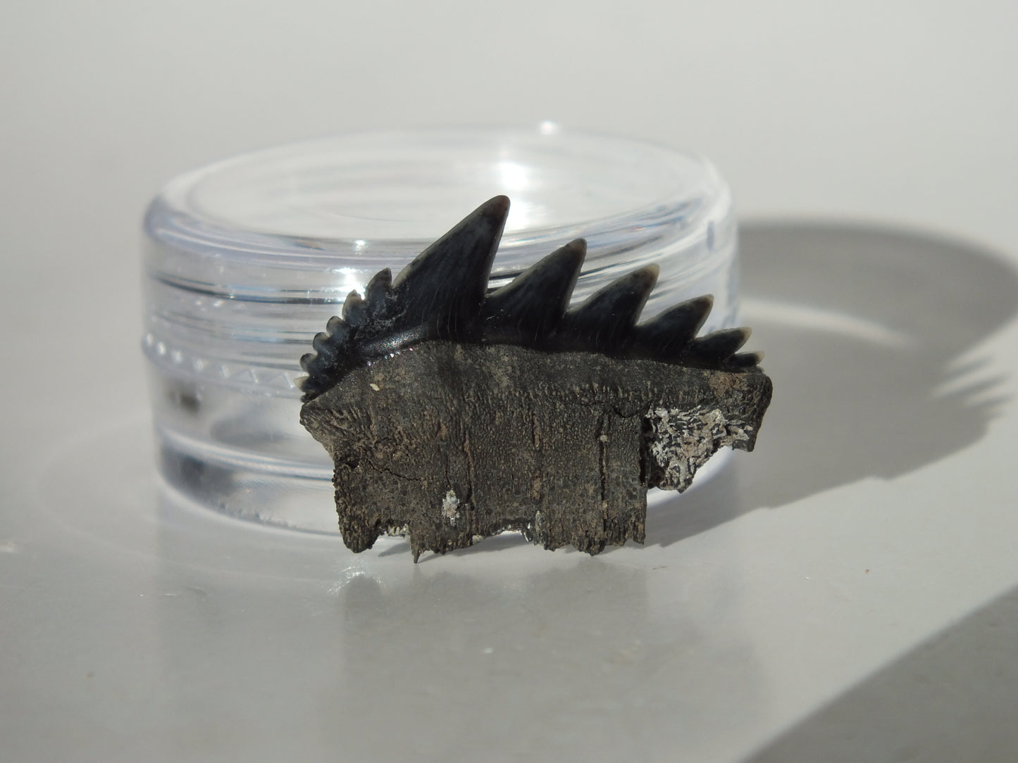 0.84" Cow Shark Tooth (Calvert Cliff)