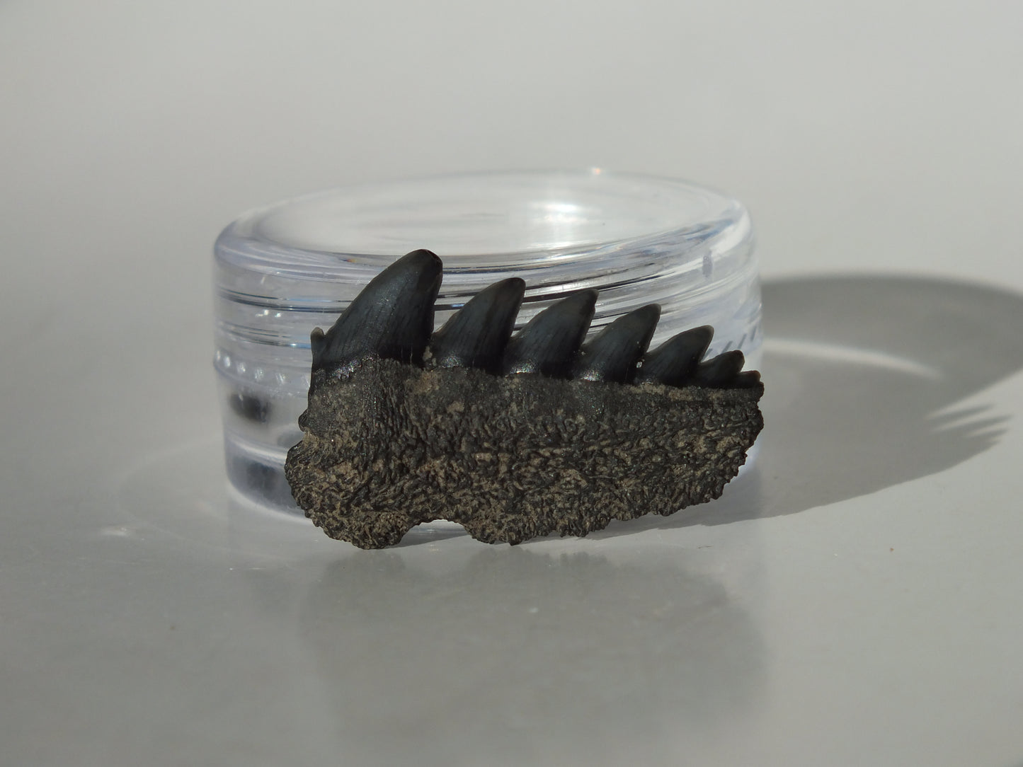 0.96" Cow Shark Tooth (Calvert Cliff)