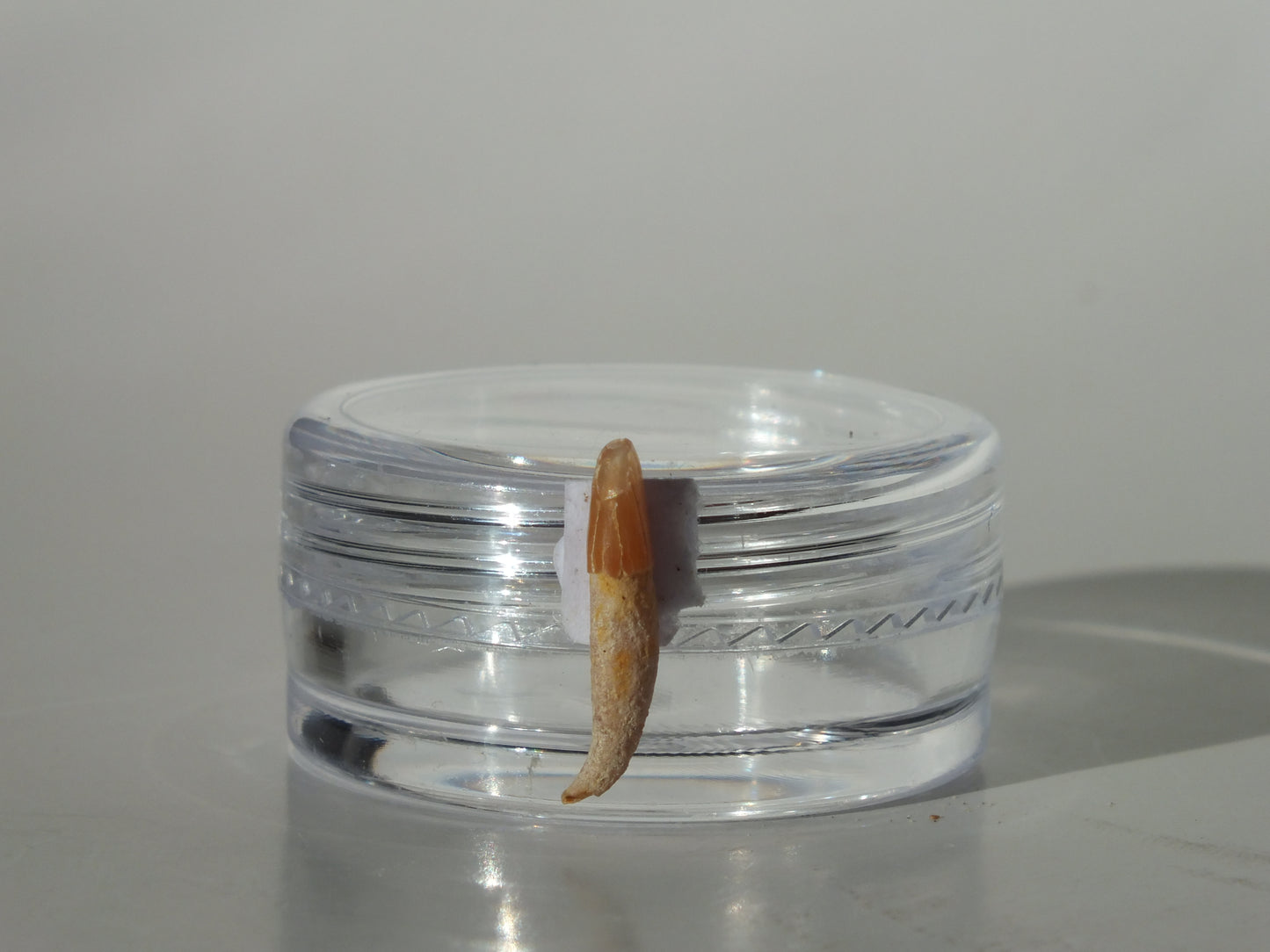 0.57" Dolphin Tooth Fossil (Chile)