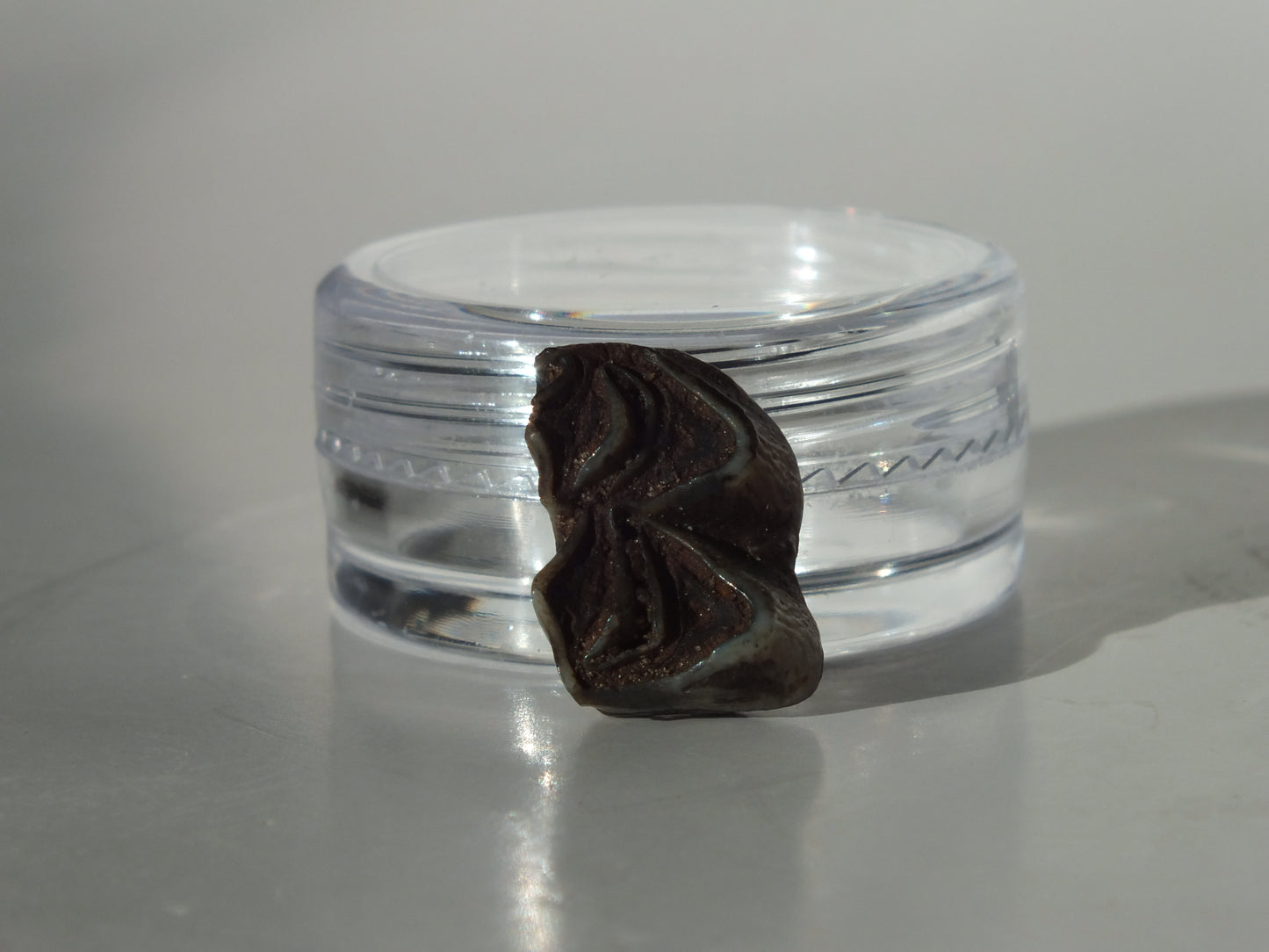 0.55" Fossil Deer Tooth (Florida)