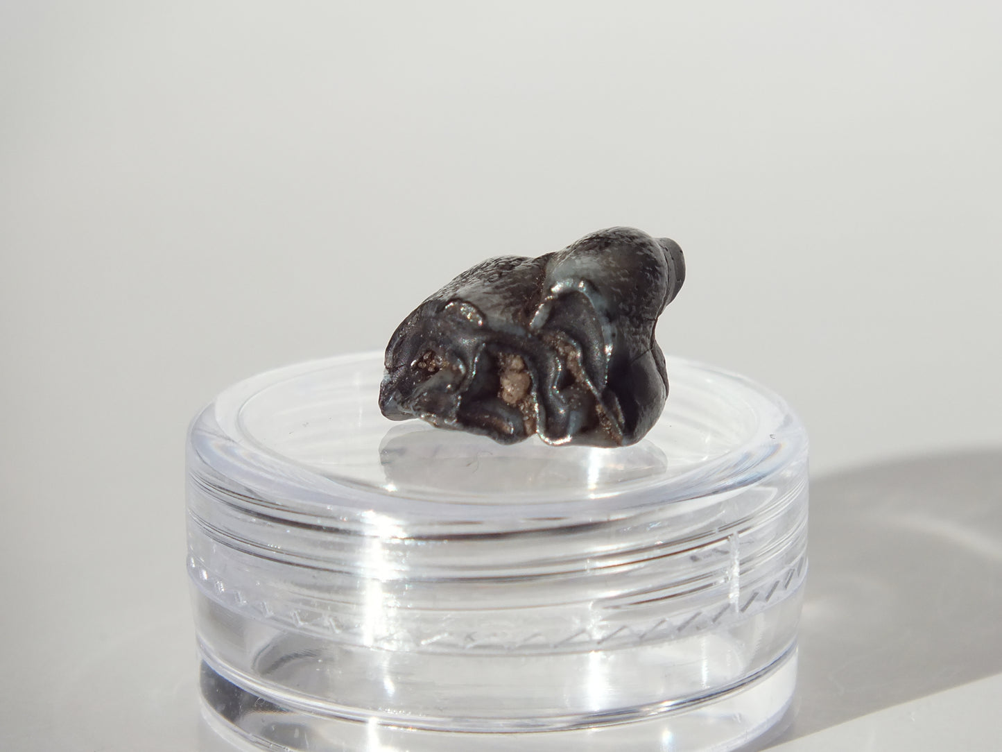 0.61" Fossil Deer Tooth (Florida)