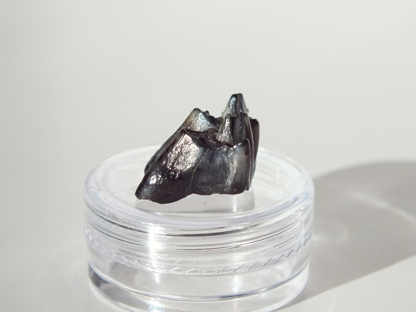 0.75" Fossil Deer Tooth (Florida)