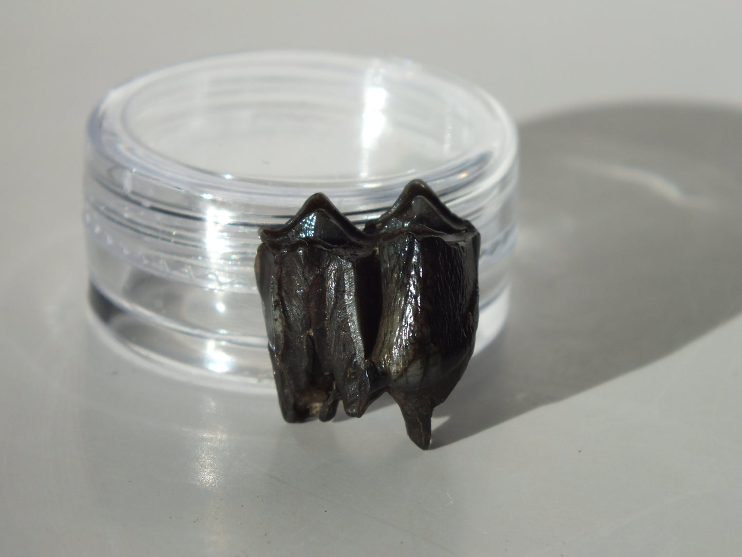 0.67" Fossil Deer Tooth (Florida)