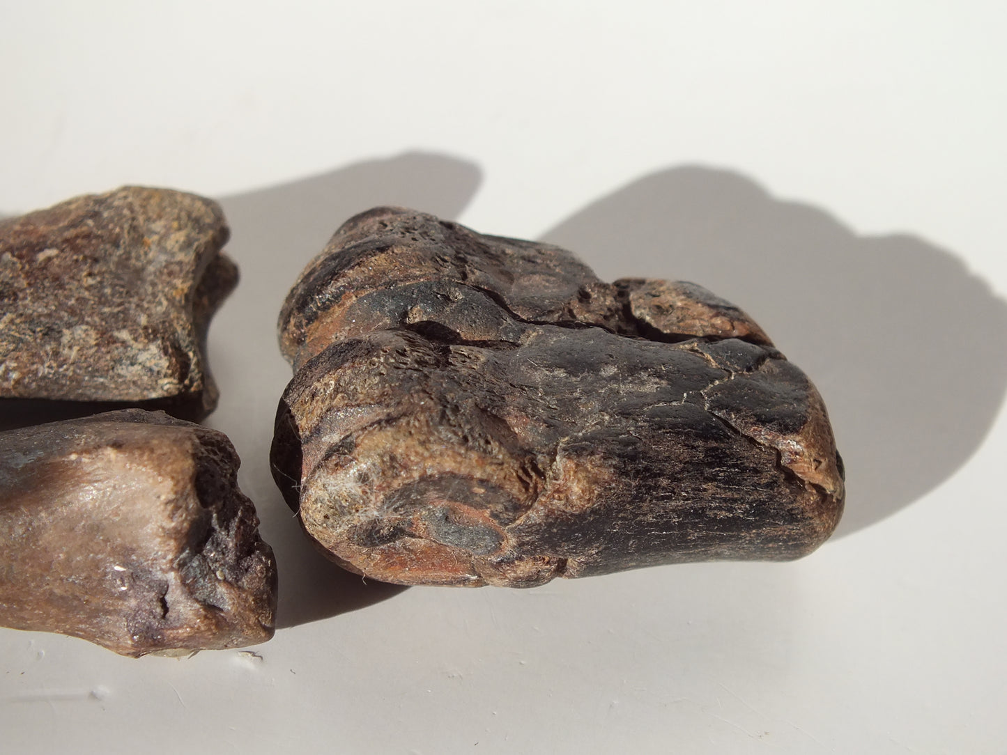 Deer Fossil Leg Bones (Texas city Dike)