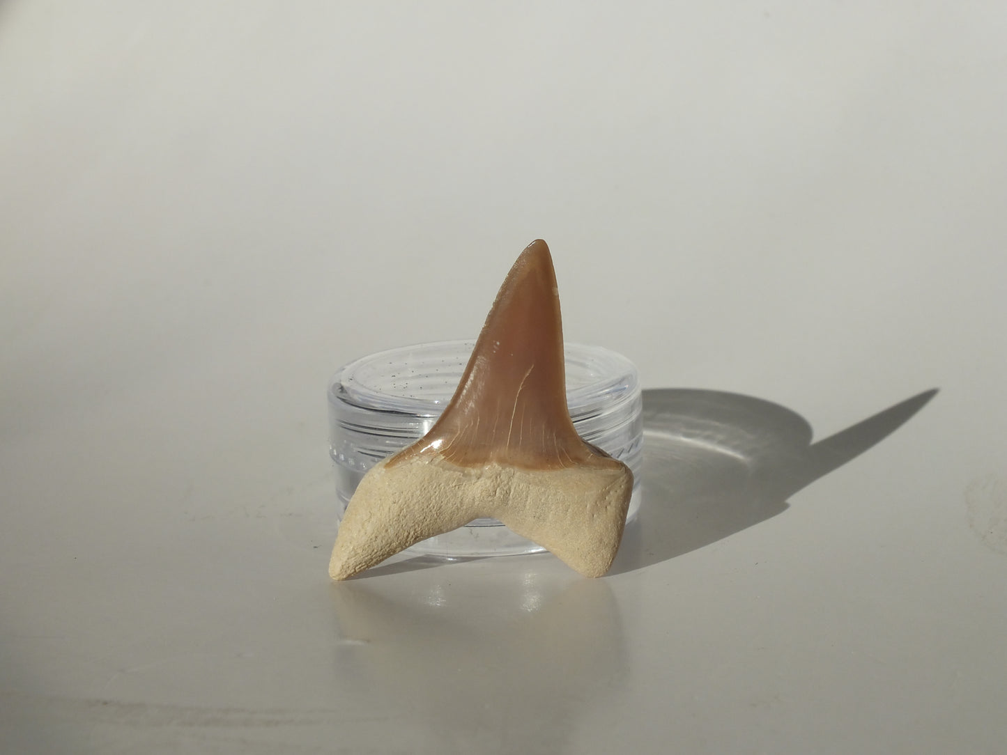 1.36" Macrorhizodus Praecursor Upper Tooth (Kazakhstan)