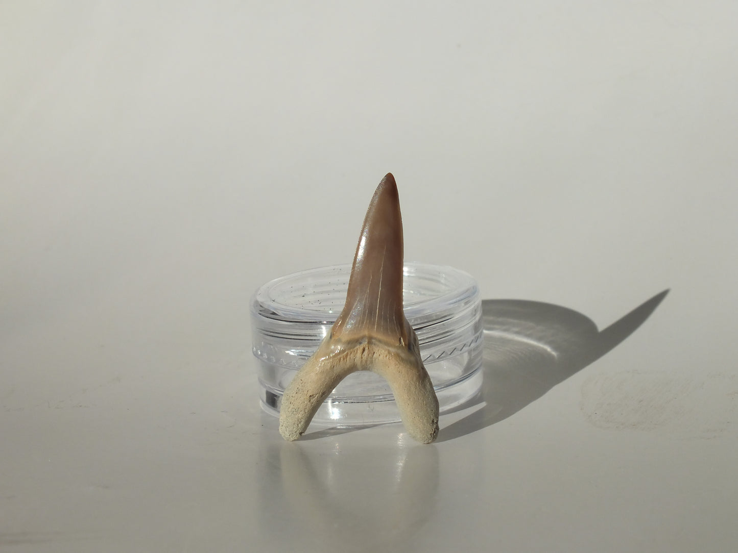 1.32" Macrorhizodus Praecursor Lower Tooth (Kazakhstan)