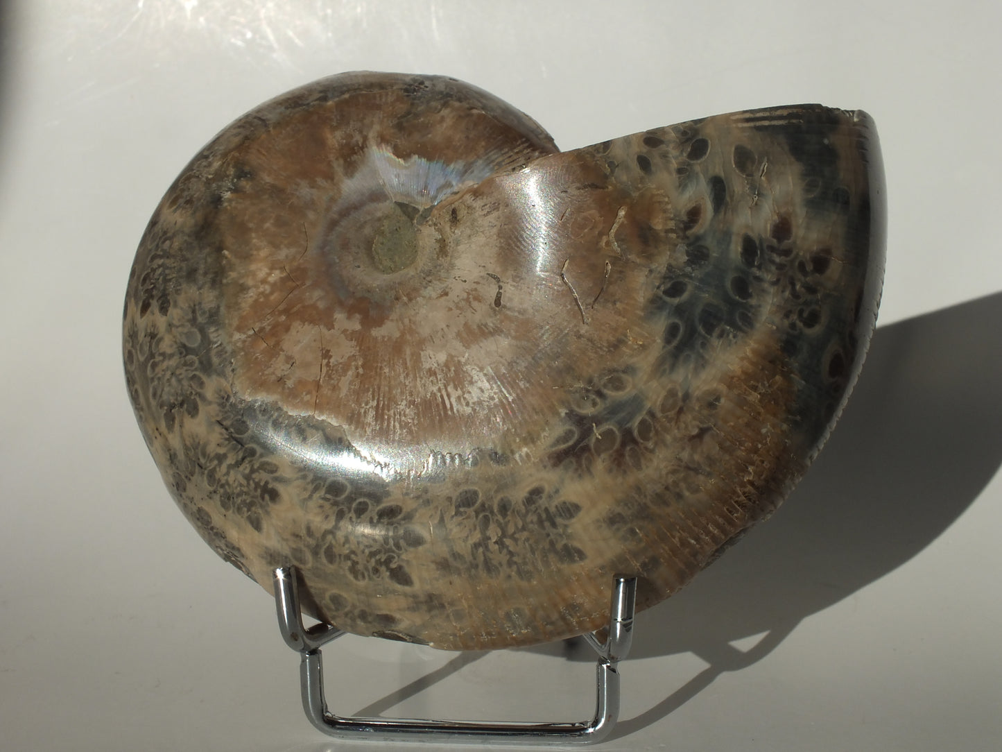 4.24" Ammonite (Madagascar)