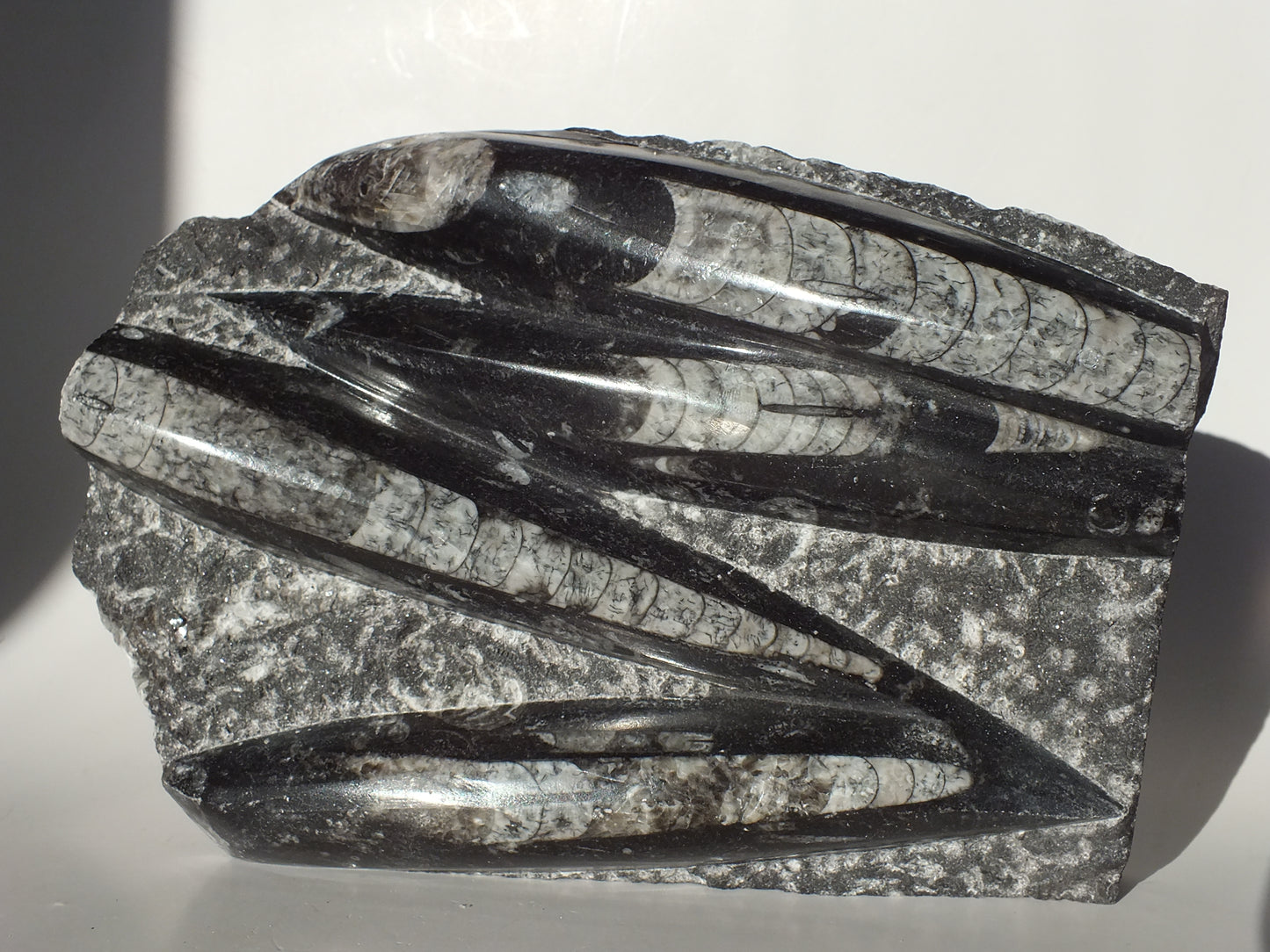 3Lbs Orthoceras Fossils (Morocco)