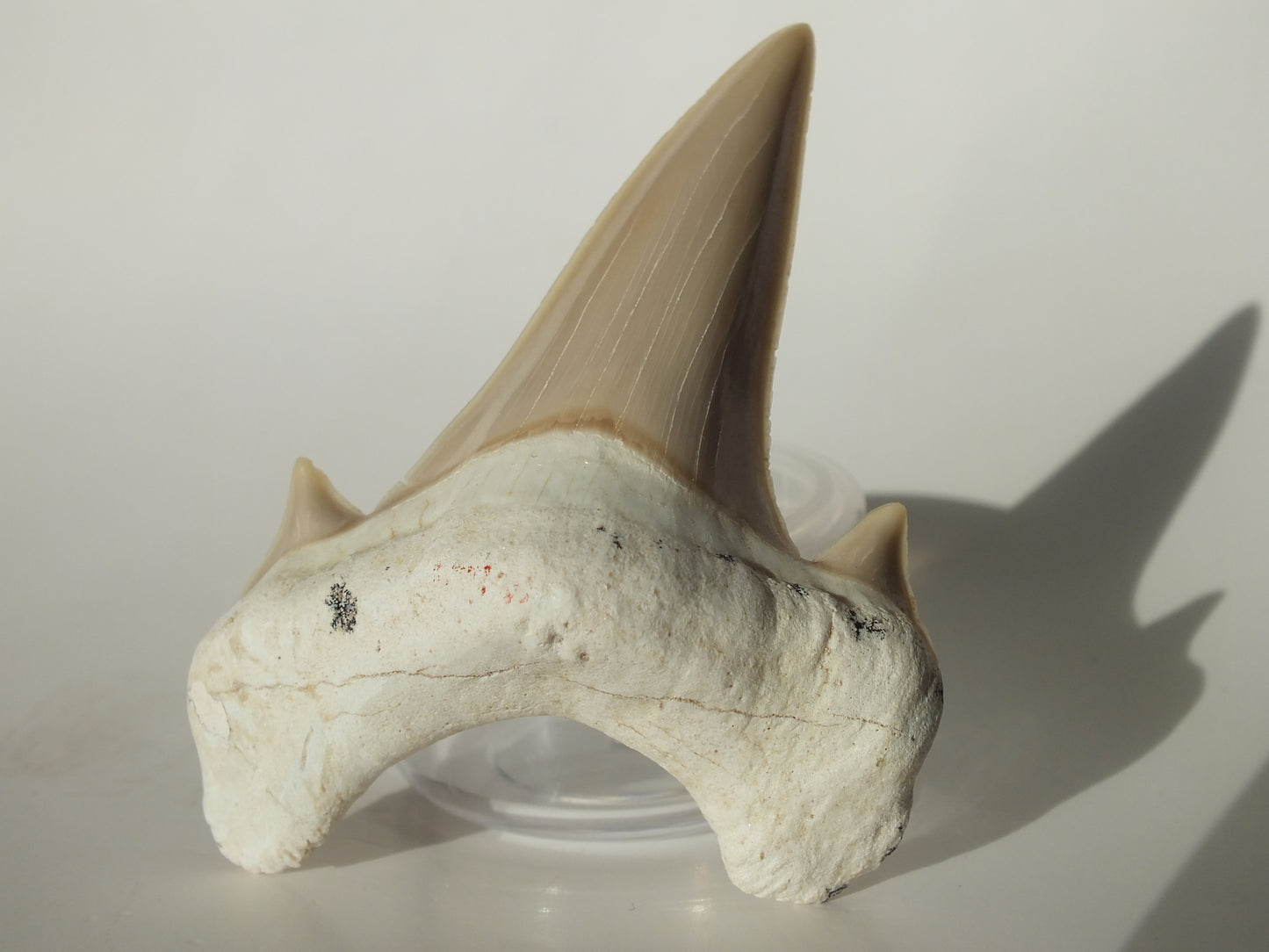 2.83" XL Otodus Obliquus Tooth (Morocco)