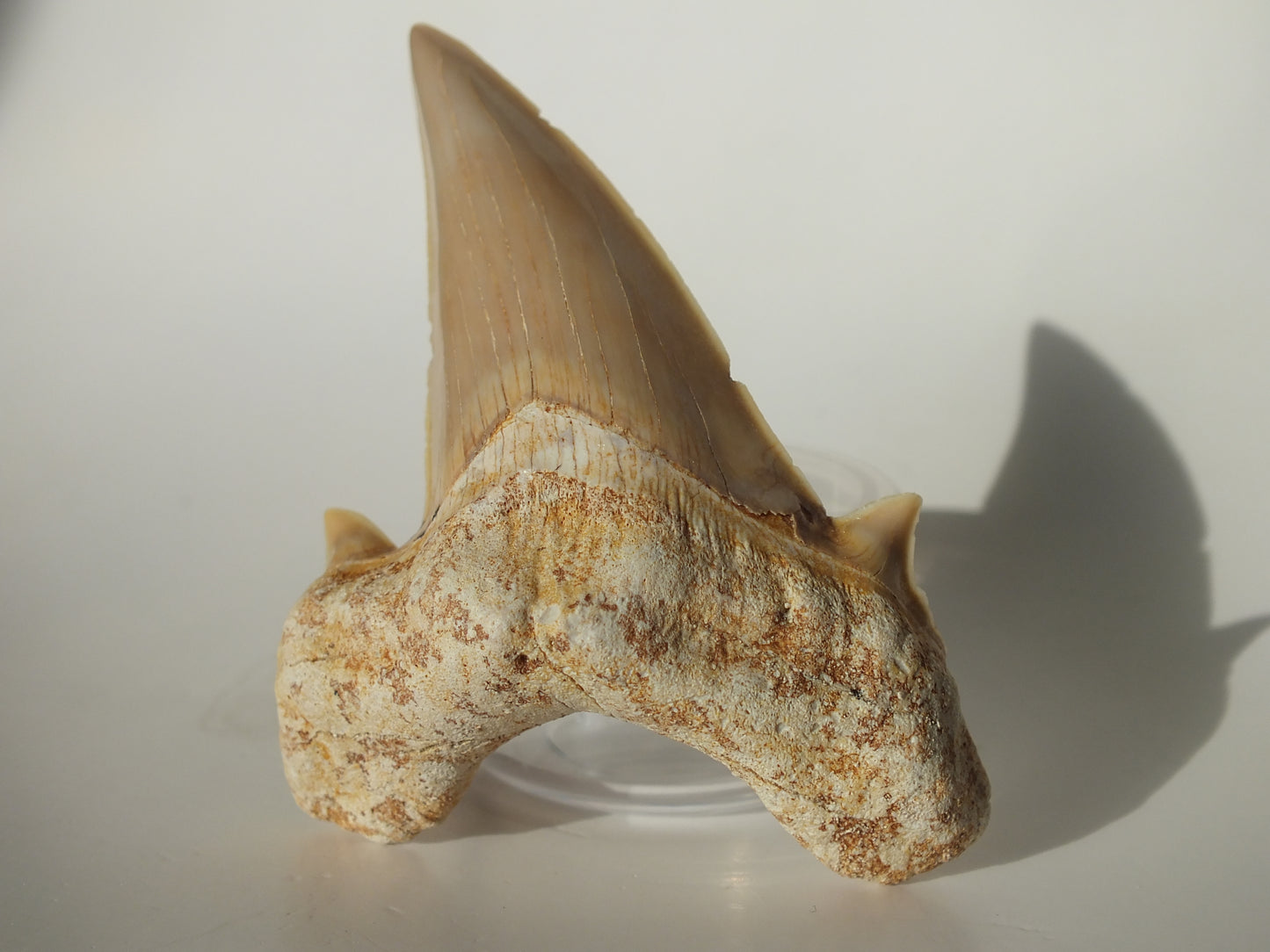 3.03" XL Otodus Obliquus Tooth (Morocco)