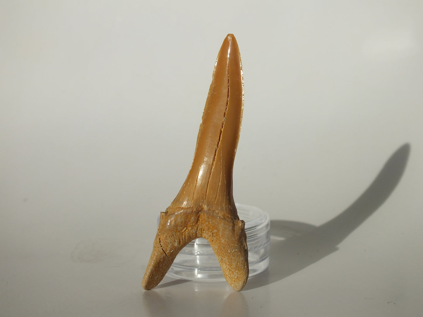 2.51" XL Goblin Shark Tooth (Morocco)