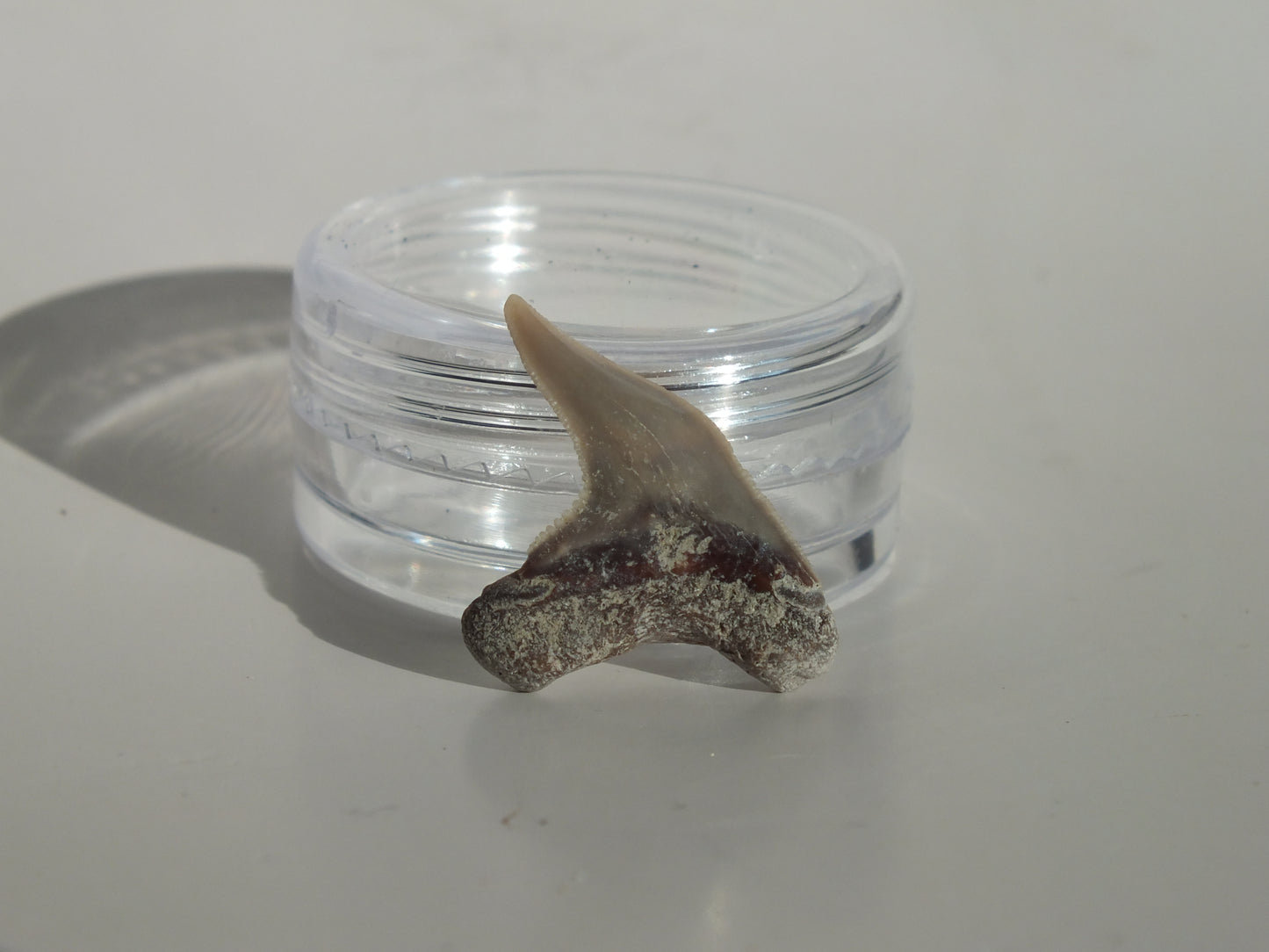 0.83" Physogaleus Contortus Tooth (Lee Creek)