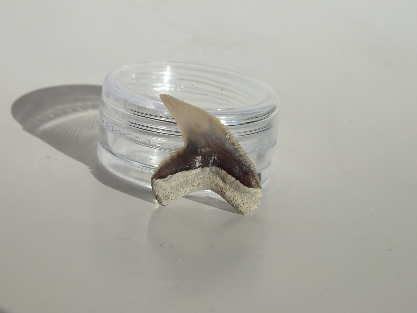 0.89" Physogaleus Contortus Tooth (Lee Creek)