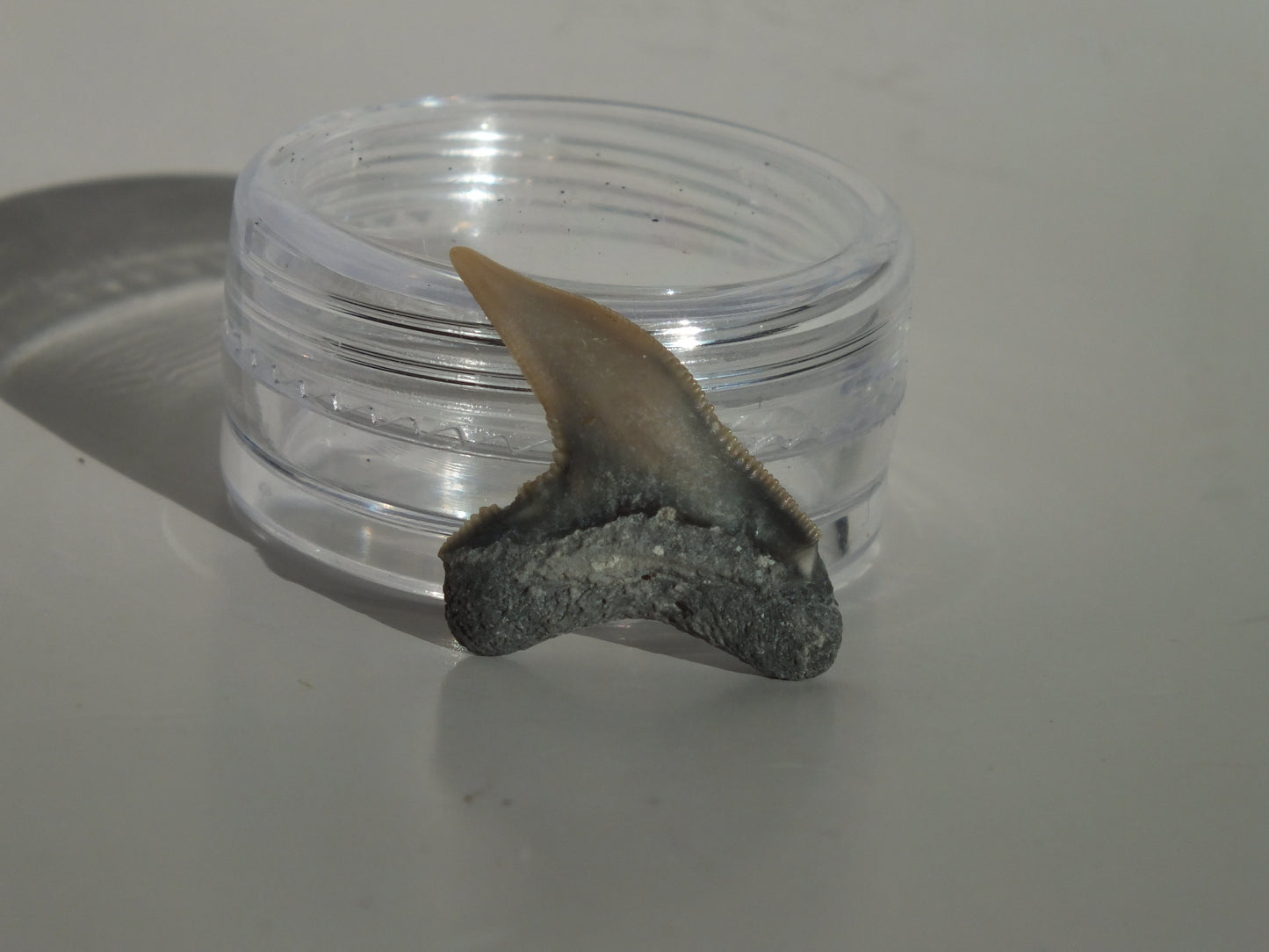 0.9" Physogaleus Contortus Tooth (Lee Creek)