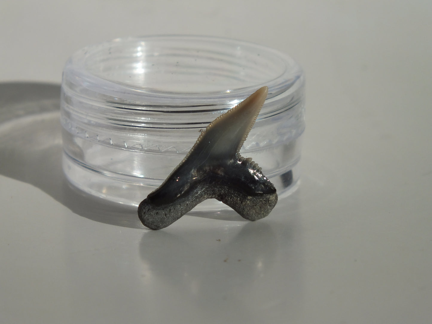 0.82" Physogaleus Contortus Tooth (Lee Creek)