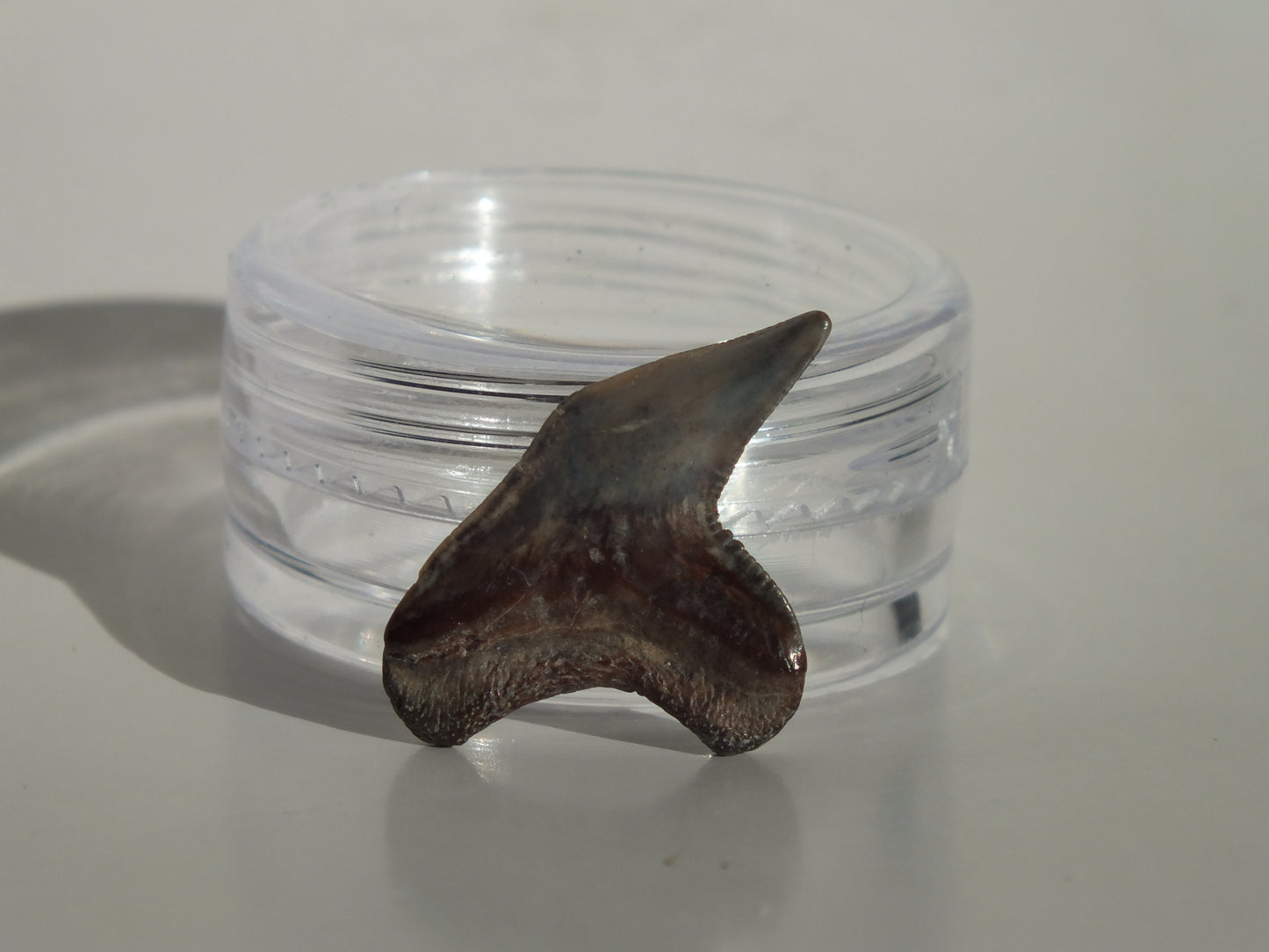 0.85" Physogaleus Contortus Tooth (Lee Creek)