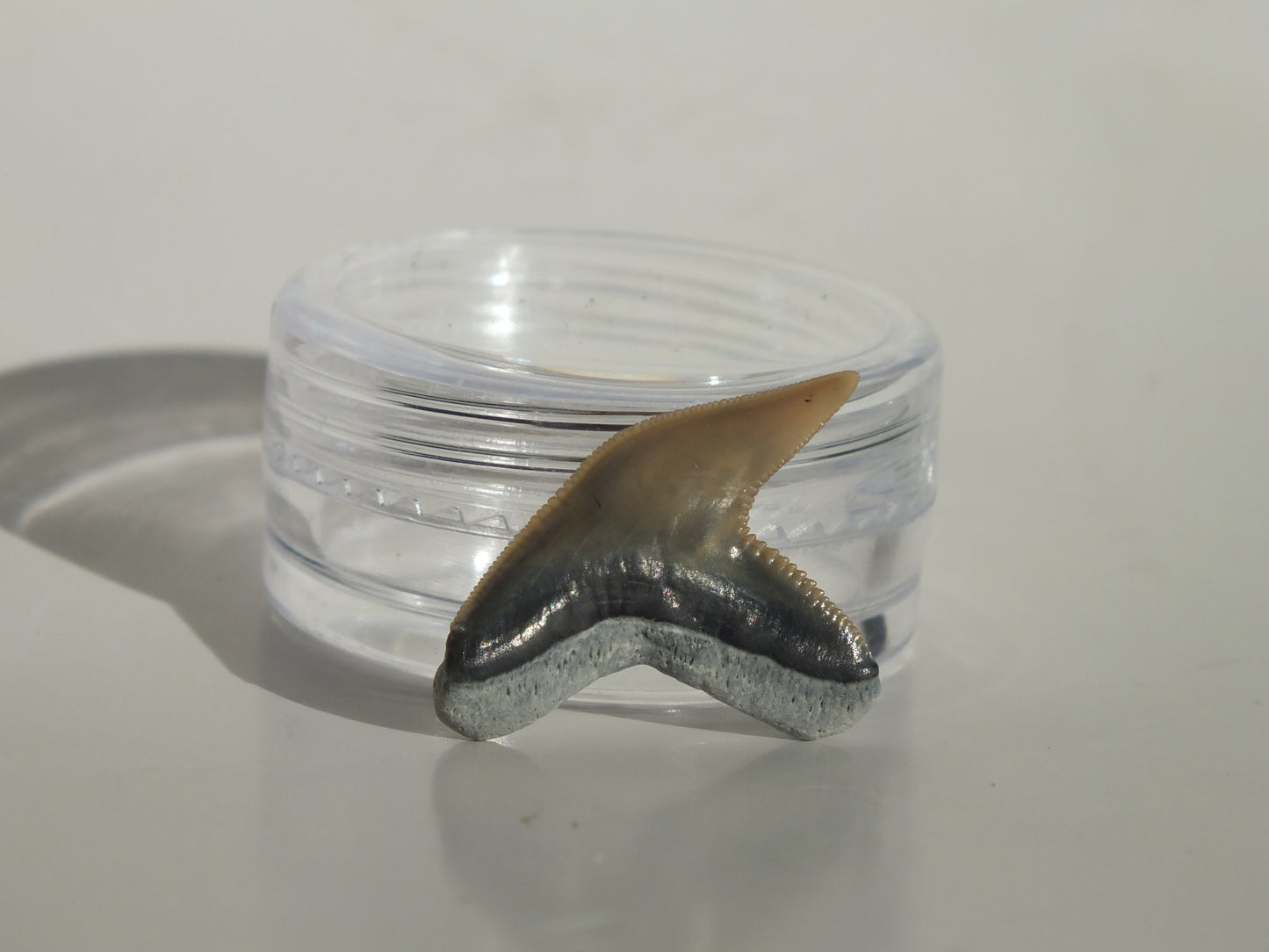 0.87" Physogaleus Contortus Tooth (Lee Creek)