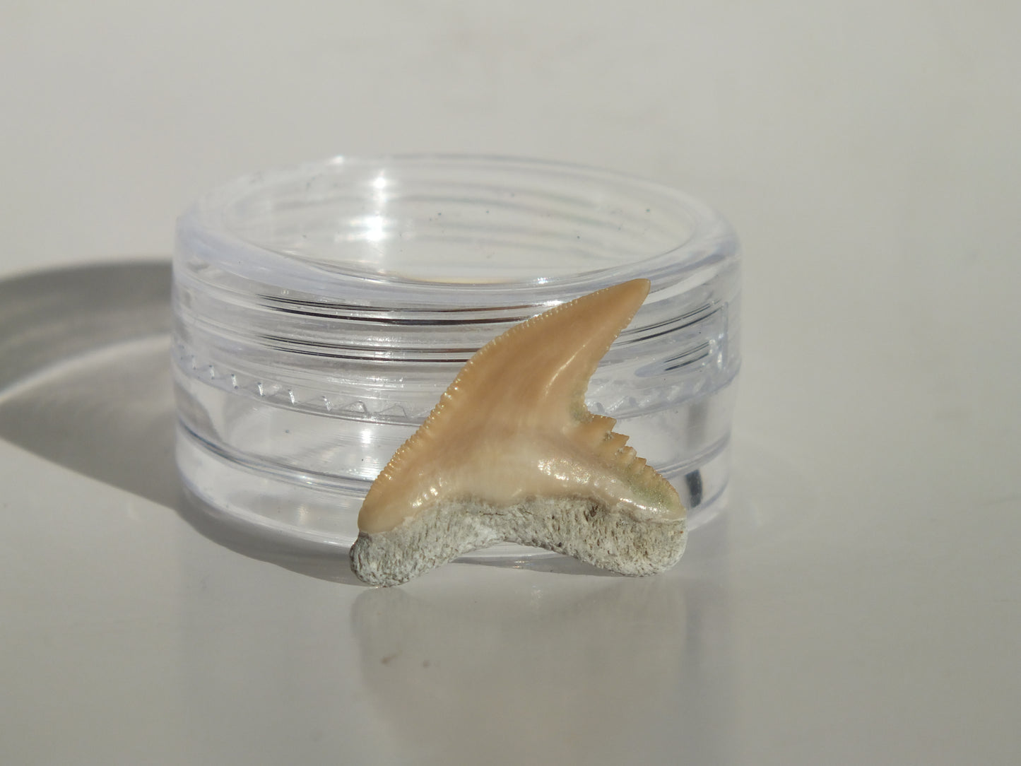 0.79" Physogaleus Contortus Tooth (Lee Creek)