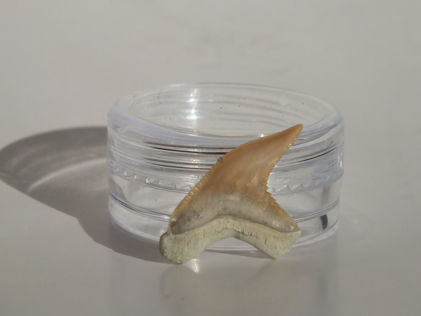 0.88" Physogaleus Contortus Tooth (Lee Creek)