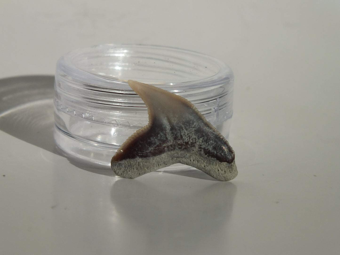 0.88" Physogaleus Contortus Tooth (Lee Creek)