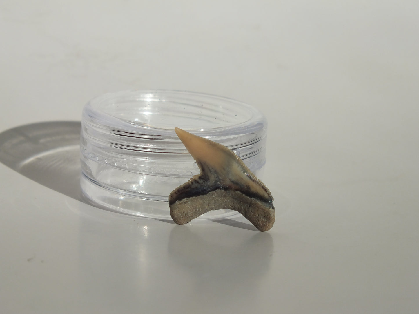 0.77" Physogaleus Contortus Tooth (Lee Creek)