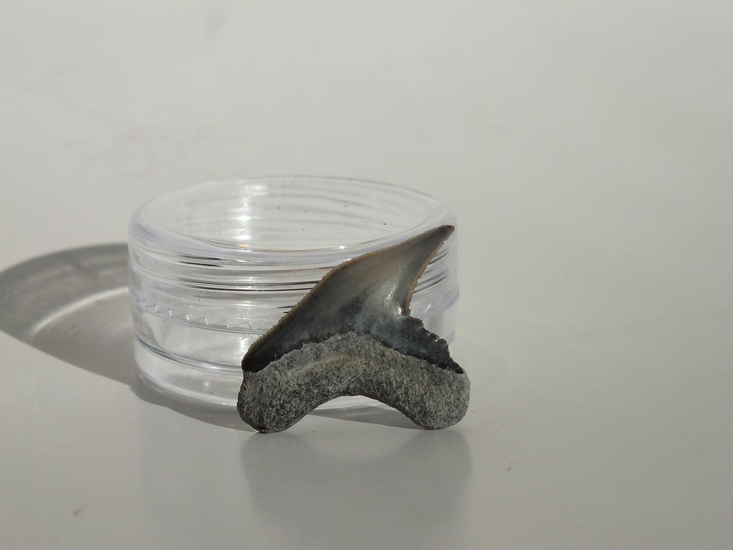 0.92" Physogaleus Contortus Tooth (Lee Creek)