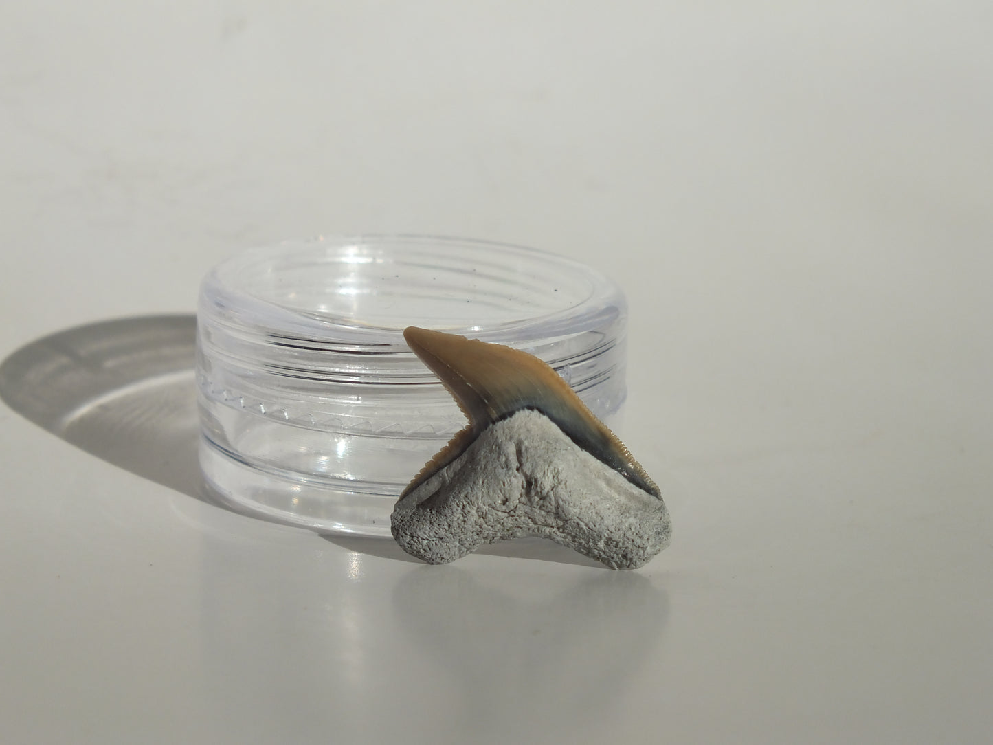 0.85" Physogaleus Contortus Tooth (Lee Creek)