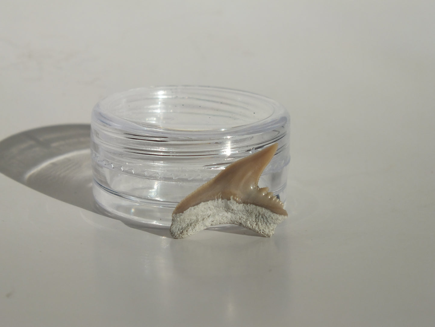 0.76" Physogaleus Contortus Tooth (Lee Creek)