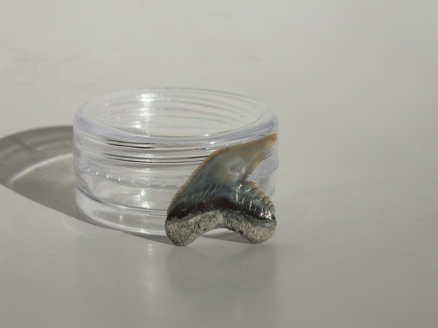 0.78" Physogaleus Contortus Tooth (Lee Creek)