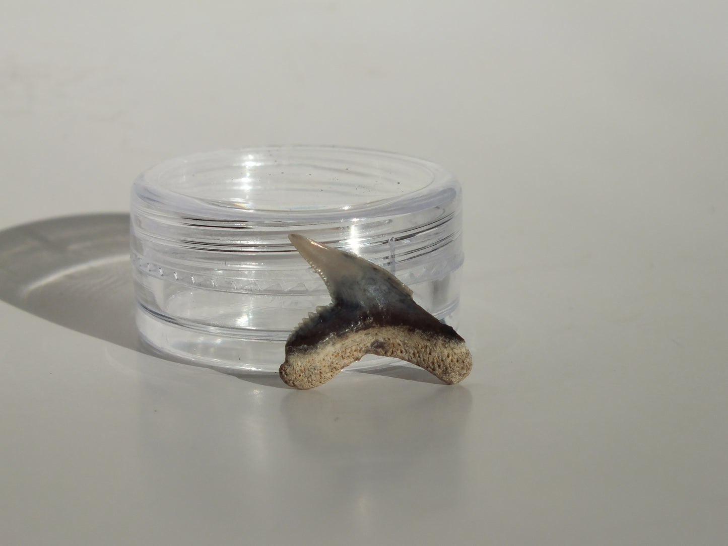 0.73" Physogaleus Contortus Tooth (Lee Creek)