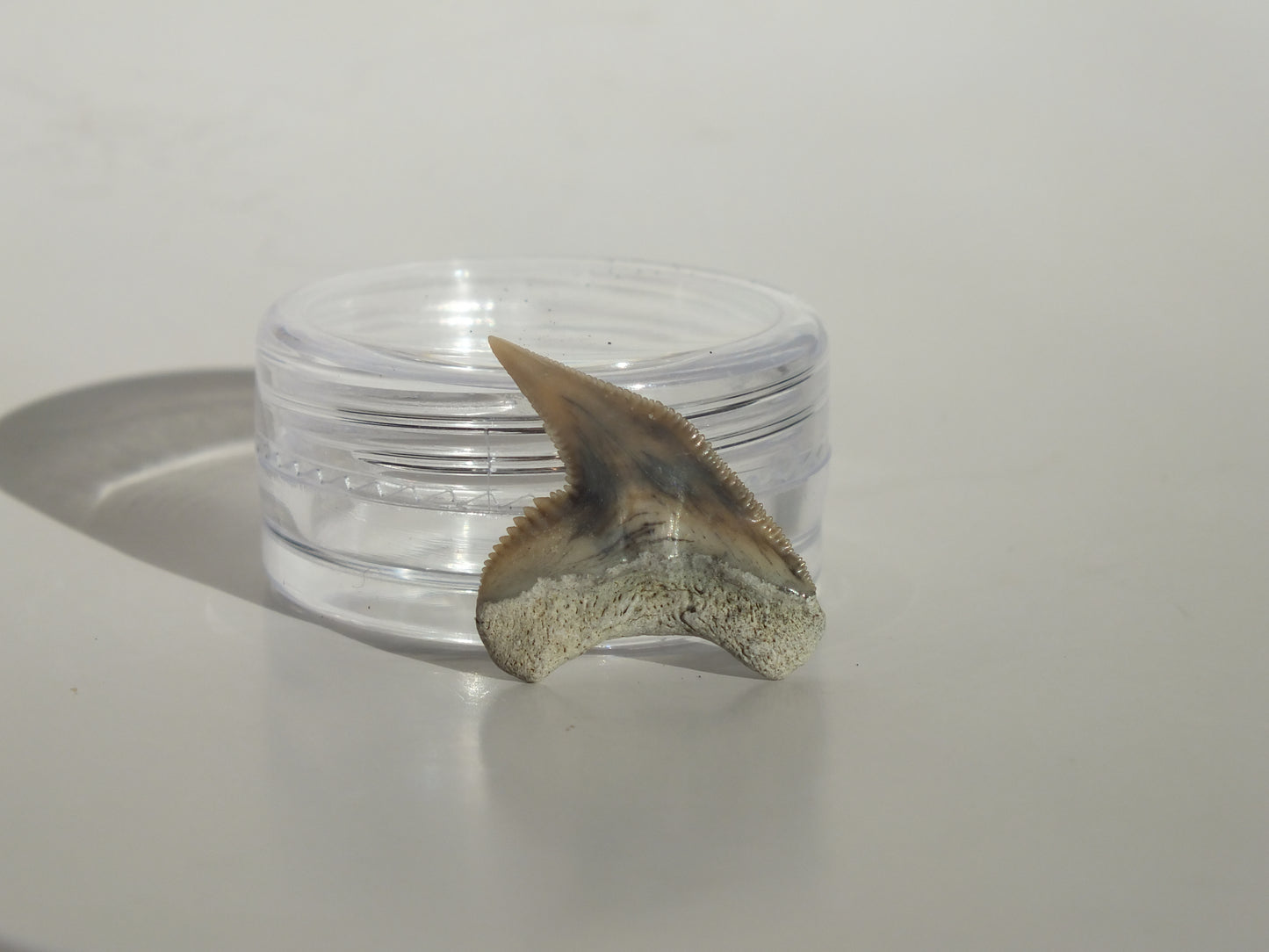 0.84" Physogaleus Contortus Tooth (Lee Creek)