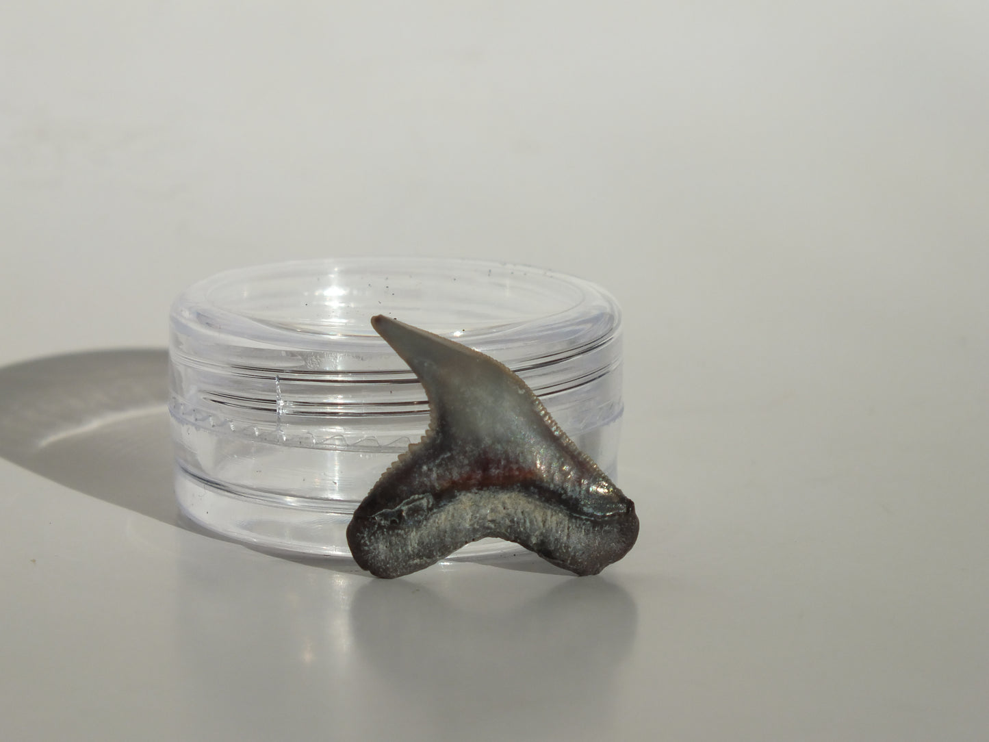 0.83" Physogaleus Contortus Tooth (Lee Creek)