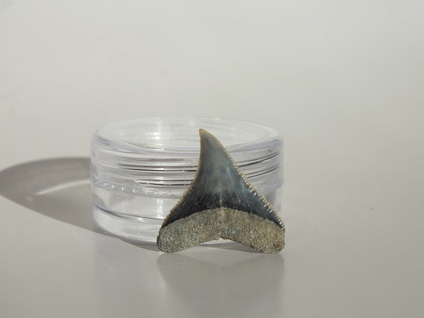 0.81" Dusky Shark Tooth (Lee Creek)