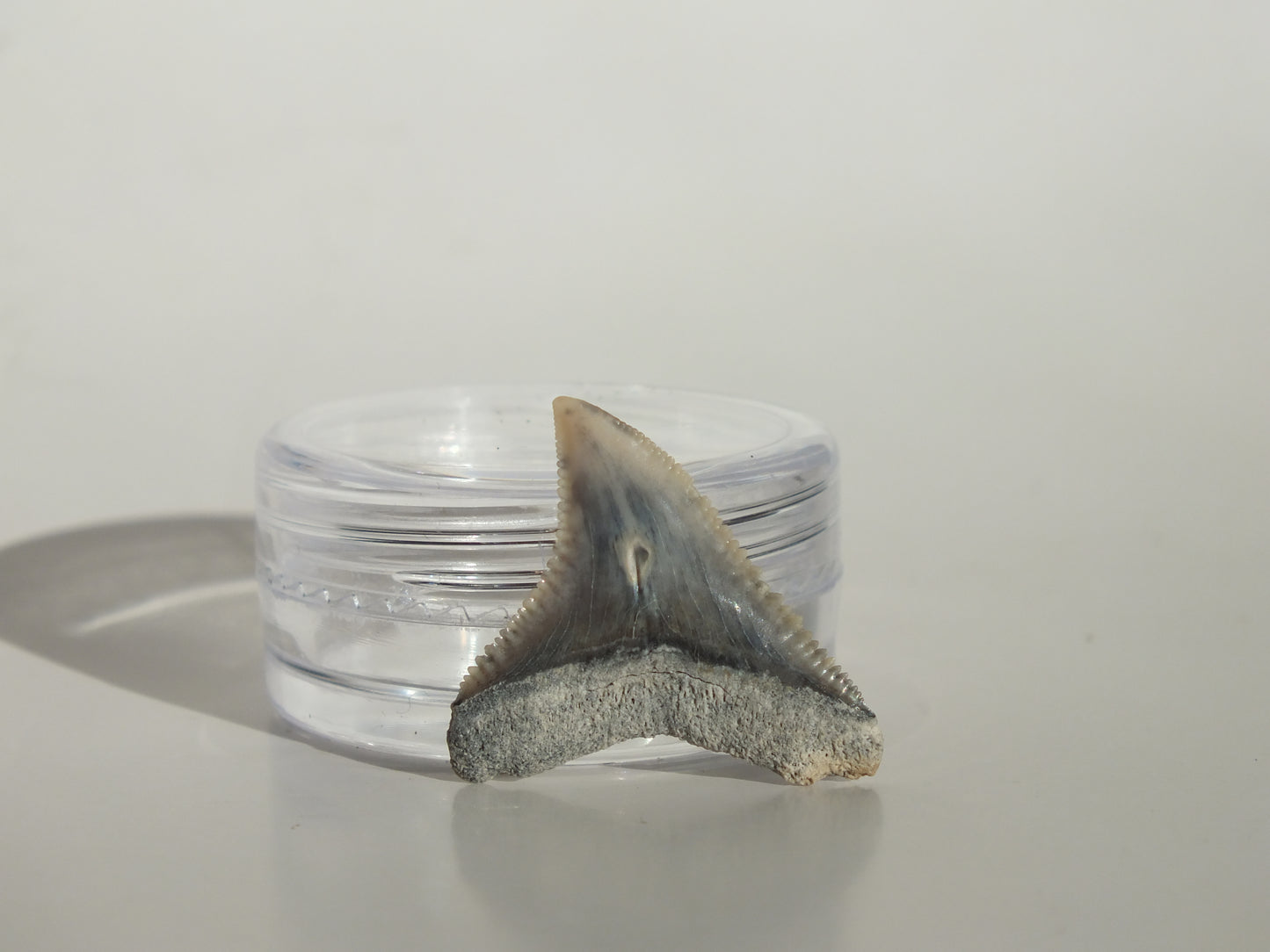 0.9" Dusky Shark Tooth (Lee Creek)