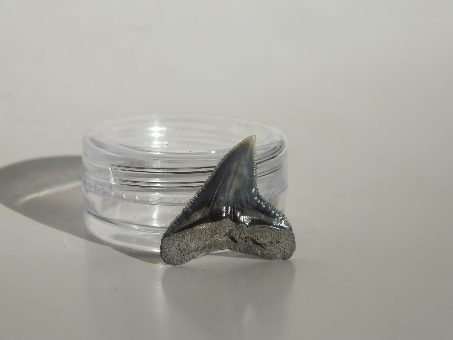 0.8" Dusky Shark Tooth (Lee Creek)
